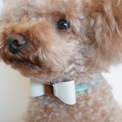 フランス産 山羊革シュリーで作る犬の首輪 カラー マカロンカラー 名入れ 迷子防止 8枚目の画像