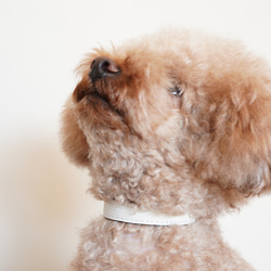 フランス産 山羊革シュリーで作る犬の首輪 カラー マカロンカラー 名入れ 迷子防止 7枚目の画像