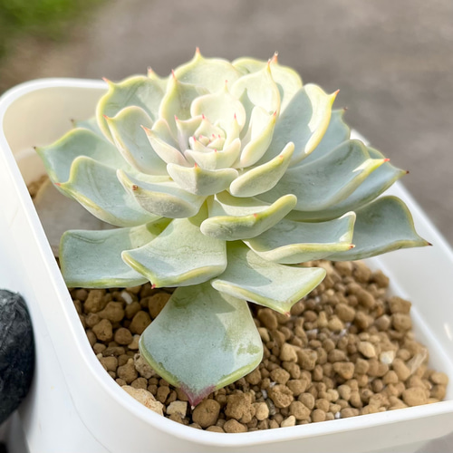 キスミー 厳選韓国苗 ネームタグ付き 多肉植物 〜Green〜多肉畑〜 通販