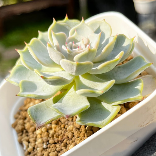 キスミー 厳選韓国苗 ネームタグ付き 多肉植物 〜Green〜多肉畑〜 通販