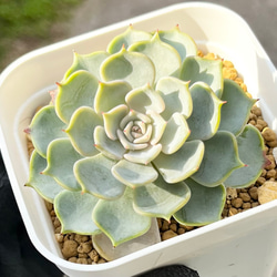 キスミー 厳選韓国苗 ネームタグ付き 多肉植物 〜Green〜多肉畑〜 通販