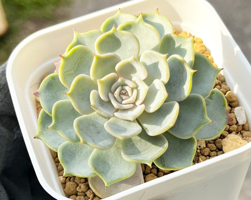 キスミー 厳選韓国苗 ネームタグ付き 多肉植物 〜Green〜多肉畑〜 通販