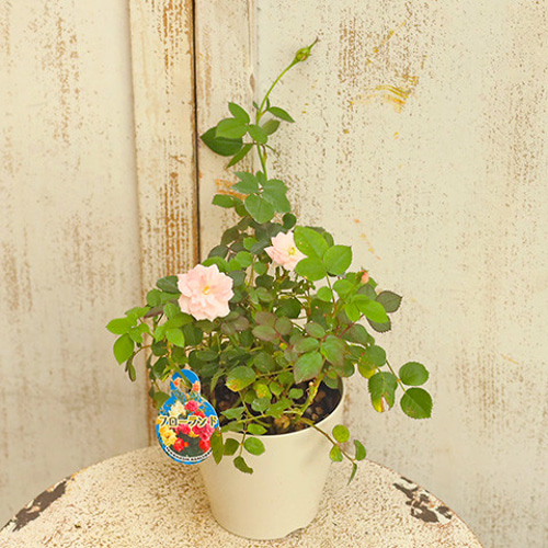 花苗 ミニバラ ウィンク ピンク 3.5号 四季咲き 丈夫 ガーデン 多年草