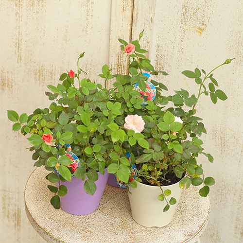 花苗 ミニバラ ウィンク ピンク 3.5号 四季咲き 丈夫 ガーデン 多年草