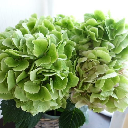 福岡県鬼木様の紫陽花☆筑紫路風　寄せ植えミックス☆14号鉢☆超希少☆ 福岡県鬼木様の紫陽花☆筑紫路風 寄せ植えミックス☆14号鉢☆超
