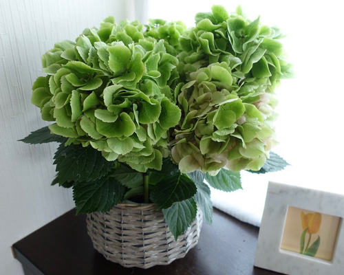 福岡県鬼木様の紫陽花☆筑紫路風　寄せ植えミックス☆14号鉢☆超希少☆ 福岡県鬼木様の紫陽花☆筑紫路風 寄せ植えミックス☆14号