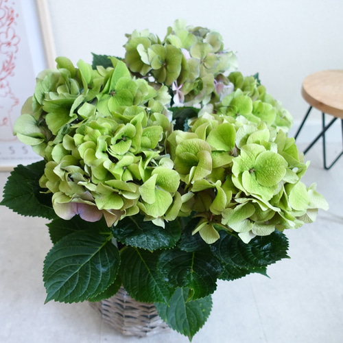秋色紫陽花 パープルシルバー アジサイ 苗 苗木 アンティーク