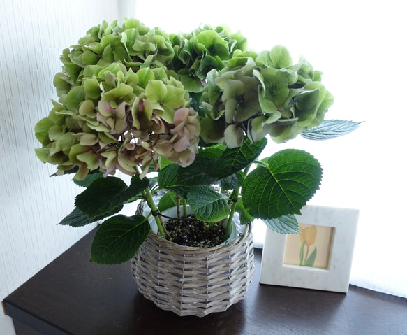 秋色紫陽花 パープルシルバー アジサイ 苗 苗木 アンティークカラー