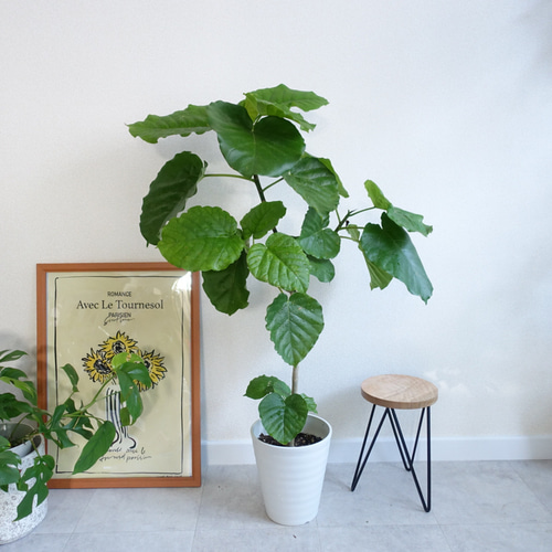 かわいくて癒される♡ フィカス ウンベラータ 観葉植物 室内 7号