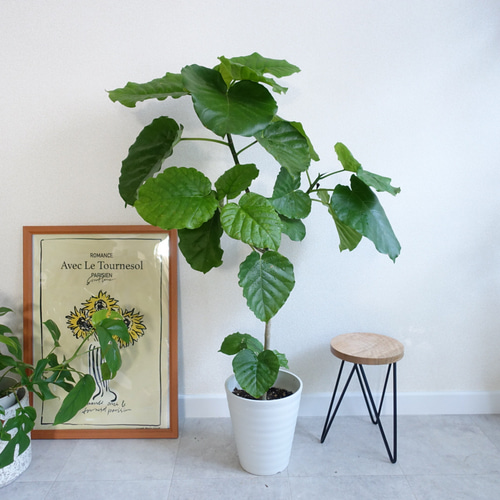 かわいくて癒される♡ フィカス ウンベラータ 観葉植物 室内 7号