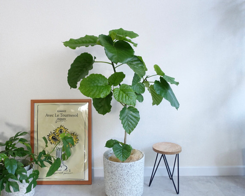 61bb840dc3fb515108a18f7de3fe4c