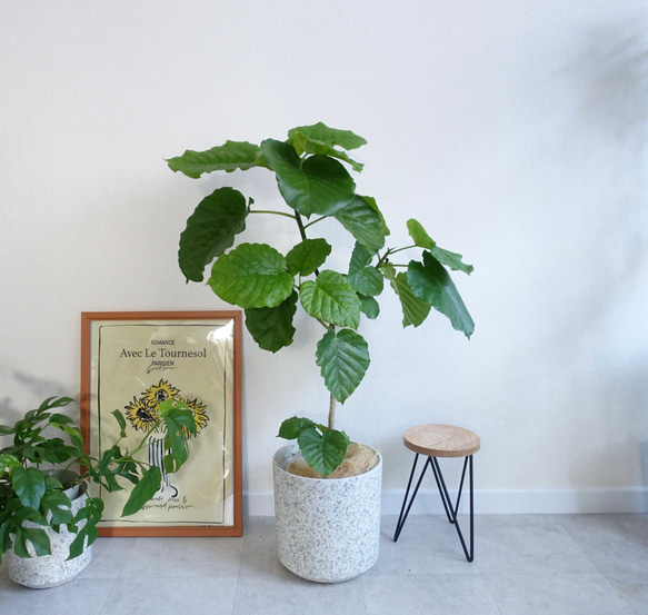 かわいくて癒される♡ フィカス ウンベラータ 観葉植物 室内 7号
