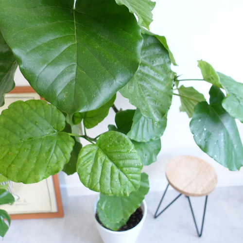 かわいくて癒される♡ フィカス ウンベラータ 観葉植物 室内 7号