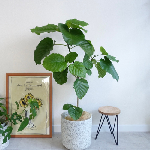 フィカス ウンベラータ 実生 インテリア 観葉植物 人気 品種 かわいくて癒される♡ フィカス ウンベラータ 観葉植物 室内 7号
