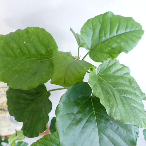 かわいくて癒される♡ フィカス ウンベラータ 観葉植物 室内 7号