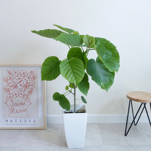 ハートの葉っぱに癒される♡ フィカス ウンベラータ 観葉植物 自然樹形