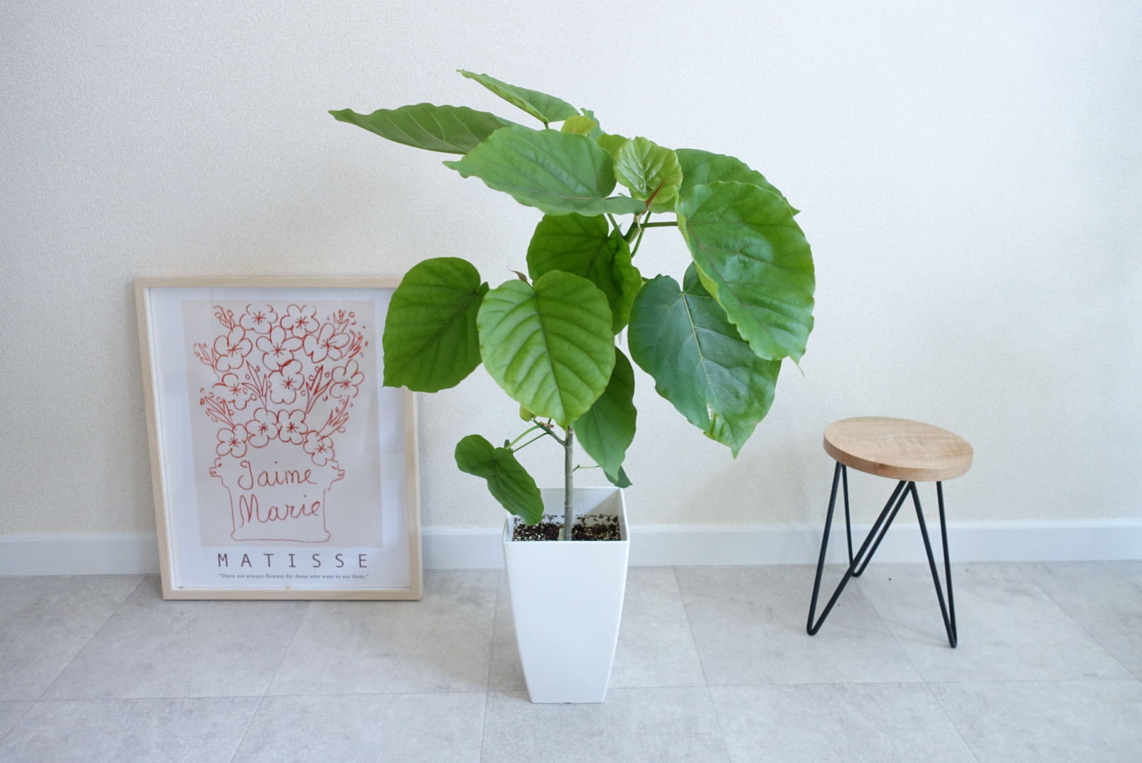 ハートの葉っぱに癒される♡ フィカス ウンベラータ 観葉植物