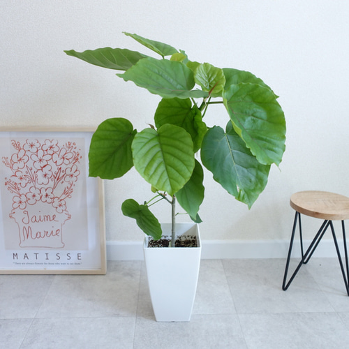 ハートの葉っぱに癒される♡ フィカス ウンベラータ 観葉植物