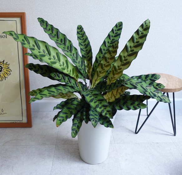 葉がアートのようにオシャレ♫ カラテア　インシグニス　ランキフォリア　観葉植物　室内　6号 7枚目の画像