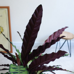 葉がアートのようにオシャレ♫ カラテア　インシグニス　ランキフォリア　観葉植物　室内　6号 5枚目の画像