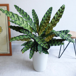 葉がアートのようにオシャレ♫ カラテア　インシグニス　ランキフォリア　観葉植物　室内　6号 8枚目の画像