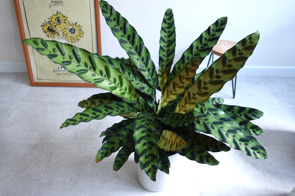葉がアートのようにオシャレ♫ カラテア　インシグニス　ランキフォリア　観葉植物　室内　6号 6枚目の画像