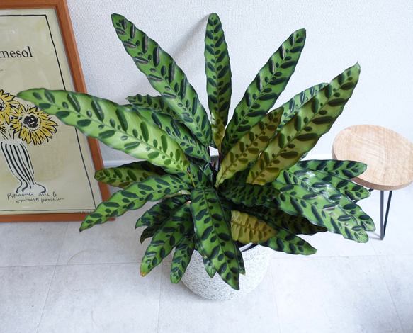 葉がアートのようにオシャレ♫ カラテア　インシグニス　ランキフォリア　観葉植物　室内　6号 4枚目の画像