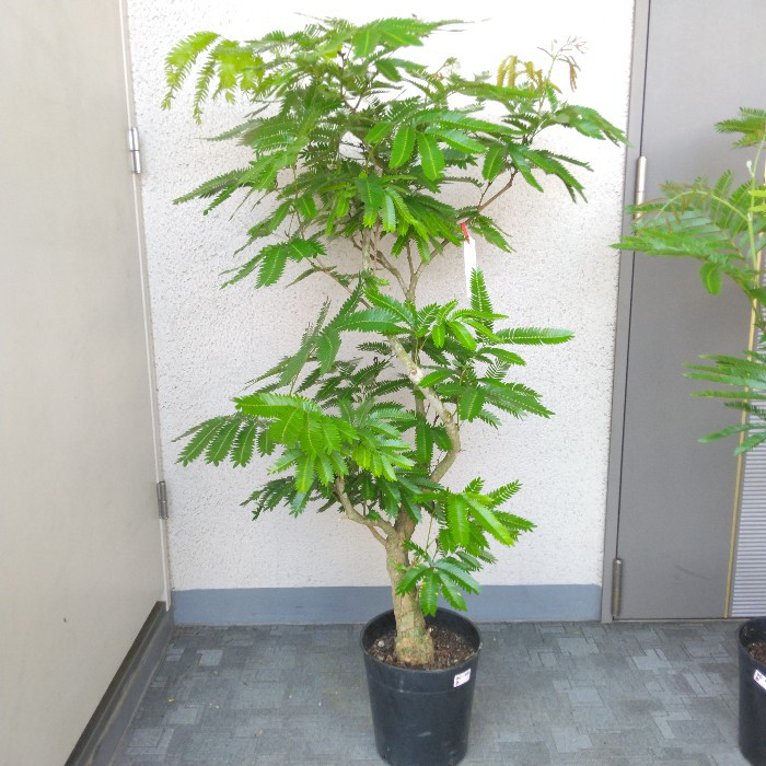 ②エバーフレッシュ曲がり❗️大型観葉植物！高さ110❗樹形綺麗