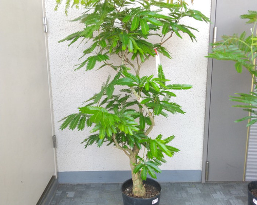 ①エバーフレッシュ曲がり❗️大型観葉植物！高さ150◎❗幹太！樹形綺麗