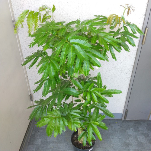 現品】③エバーフレッシュ曲がり 大型観葉植物 高さ125 樹形綺麗 現品】③エバーフレッシュ曲がり 大型観葉植物 高さ125 樹形綺麗