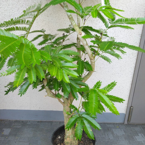 現品】③エバーフレッシュ曲がり 大型観葉植物 高さ125 樹形綺麗