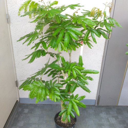 現品】③エバーフレッシュ曲がり 大型観葉植物 高さ125 樹形綺麗