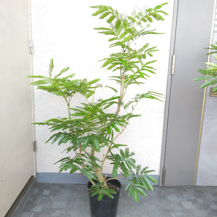 エバーフレッシュ⭐️曲がり⭐️大型約130cm エバーフレッシュ⭐️大型