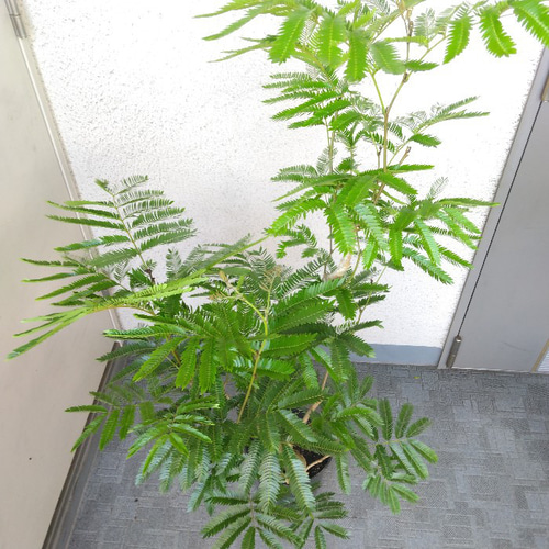 現品④エバーフレッシュ曲がり 大型観葉植物 高さ 樹形綺麗