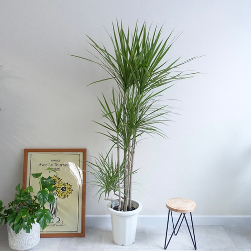 現品　ドラセナ　コンシンネ　ホワイボリー　2番　観葉植物　特大　インテリア　室内 現品 ドラセナ コンシンネ ホワイボリー 2番 観葉植物 特大