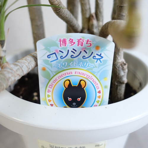 スタイリッシュ ドラセナ コンシンネ ホワイトボリー 人気品種 観葉