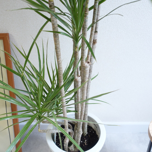 現品　ドラセナ　コンシンネ　ホワイボリー　4番　観葉植物　特大　インテリア　室内 現品 ドラセナ コンシンネ ホワイボリー 4番 観葉植物 特大
