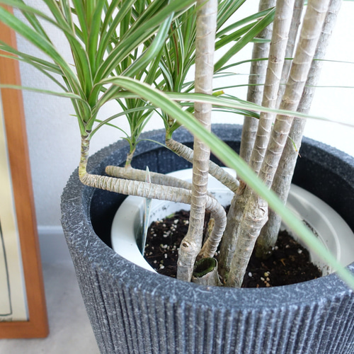 スタイリッシュ ドラセナ コンシンネ ホワイトボリー 人気品種 観葉