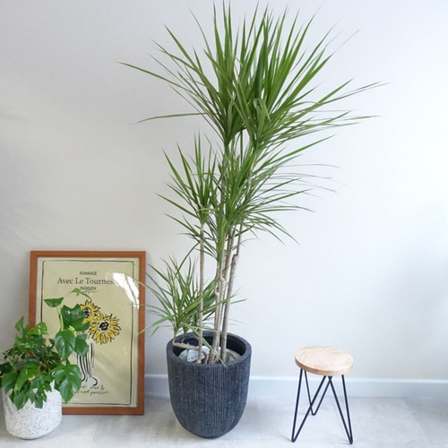 スタイリッシュ ドラセナ コンシンネ ホワイトボリー 人気品種 観葉