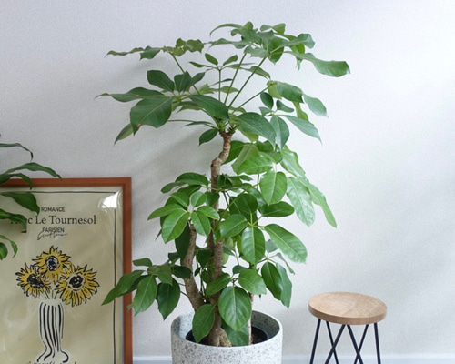 ブラッサイア　2【現品】観葉植物　大型　室内 686e97e87a1f1ec6d0cbd7b50d2b8f