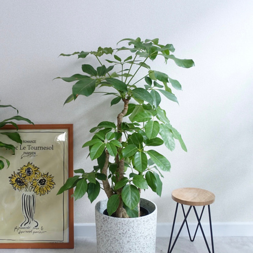 希少 ブラッサイア シェフレラ 観葉植物 室内 大型 幹太 アンブレラ