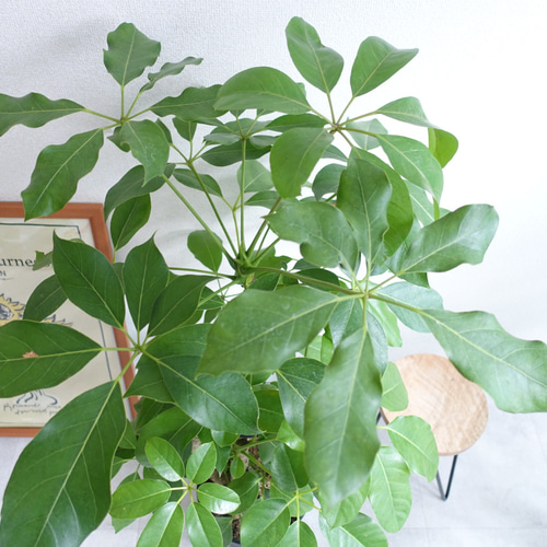 観葉植物ブラッサイア 大180㎝