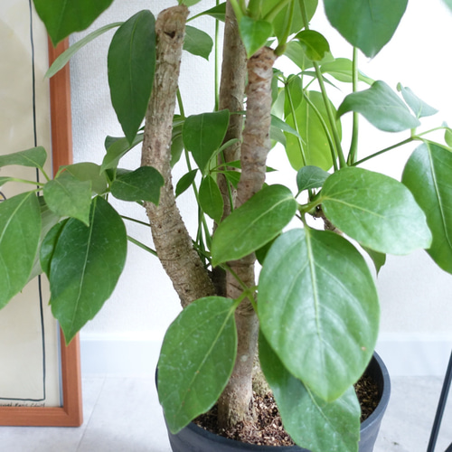 ブラッサイア　5【現品】観葉植物　大型　室内 希少 ブラッサイア シェフレラ 観葉植物 室内 大型 幹太