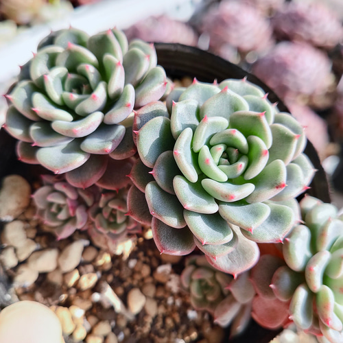 エケベリア 多肉植物 札落ちミックス - メルカリ
