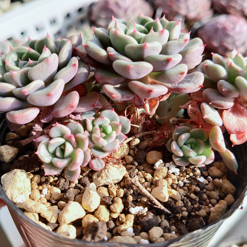 マッチメーカー【エケベリア 多肉植物】 多肉植物 エケベリア マッチメーカー【エケベリア 多肉植物】 多肉植物 エケベリア