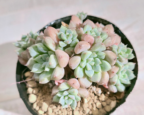 333c53dbc430939d47c866c9c89c63