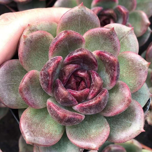 紫水晶 エケベリア 超美苗 多肉植物 韓国苗 観葉植物 花 園芸 多肉植物