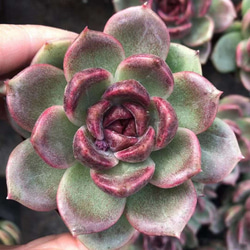 紫水晶 パープルクリスタル エケベリア 多肉植物 抜き苗 パープルクリスタル (抜き苗)【エケベリア】多肉植物 多肉植物