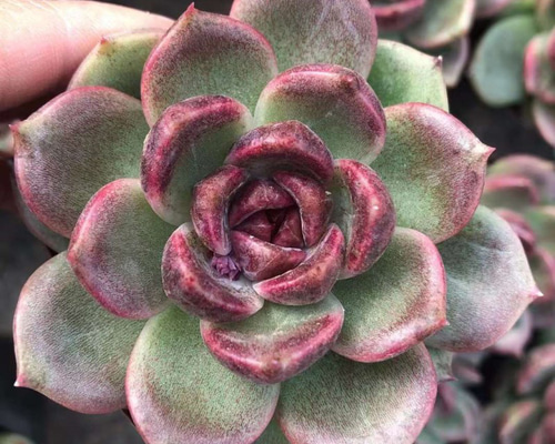 17f3f0d7a8638f2d654676bf98aec4