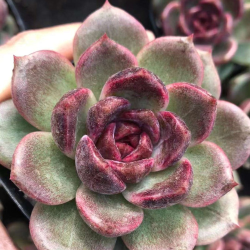 紫水晶 パープルクリスタル エケベリア 多肉植物 抜き苗 楽天市場】【当店農場生産】◎多肉植物 エケベリア パープル